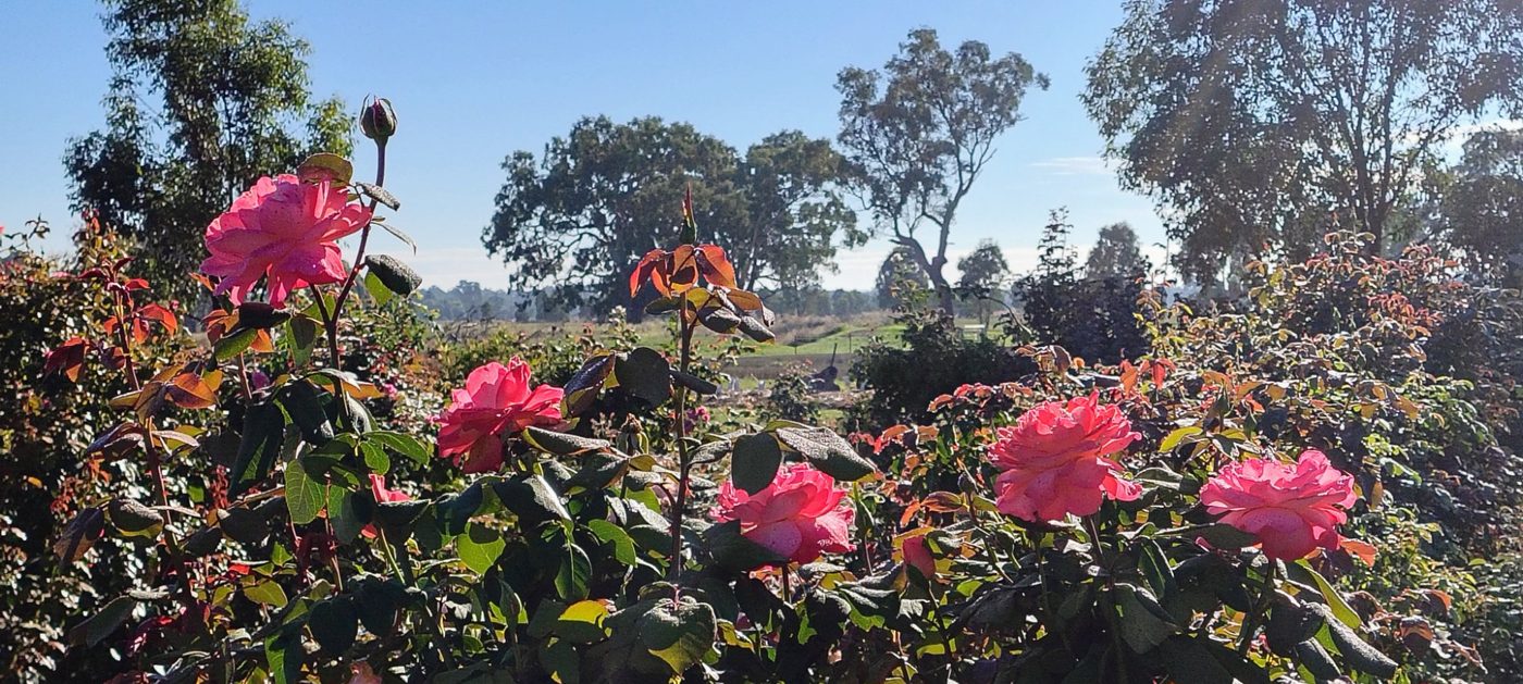 The rose garden in bloom