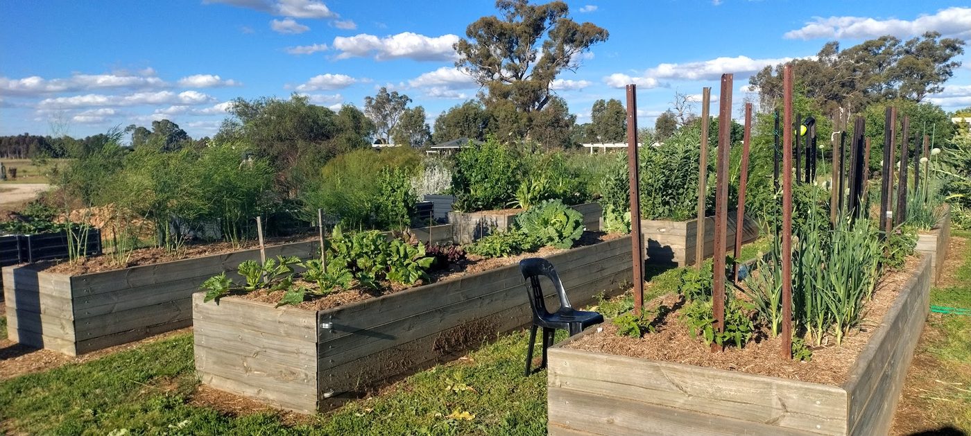The raised vegetable beds
